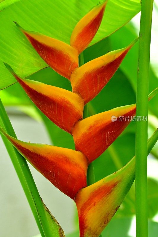 Heliconia /龙虾爪/巨嘴鸟峰